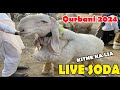 Kitne Ka liya | qurbani 2024 | makhi china Bakre | Lahore Bakra Mandi shahpur kanjra