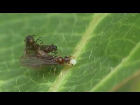 ミツバアリとアリノタカラ Acropyga sp.
