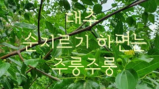 #대추재배방법 #대추 농사 이렇게 하니까 #대추가 주룽 주룽 열립니다