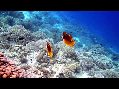 House reef snorkeling in Vilamendhoo Resort