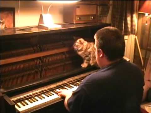 Cute cat investigates piano's inner action as Organist1982 plays honky-tonk style