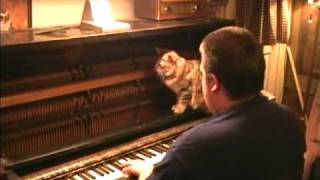 Cute cat investigates piano's inner action as Organist1982 plays honky-tonk style