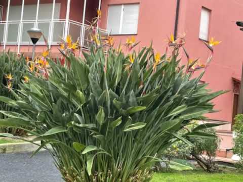 45. Tag 4.2.2022 Teil 1 Meine Reise nach Santiago de Compostela  Finale Ligure - Albrnga