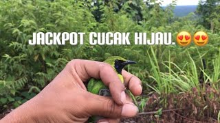 Download lagu I DIDN'T EXPECT TO CATCH A GREEN BULBUL WHILE HUNTING SMALL BIRDS!! #TRAPPINGZONE-1 mp3