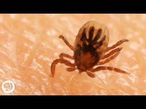 How Ticks Dig In With a Mouth Full of Hooks | Deep Look Video