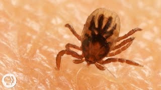 How Ticks Dig In With a Mouth Full of Hooks | Deep Look