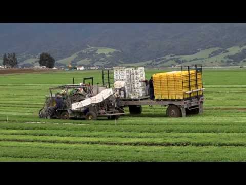 Co-Management of Food Safety and Sustainability in Fresh Produce