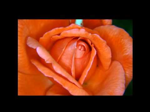 Hoa hồng đêm Noel - Quang Dũng