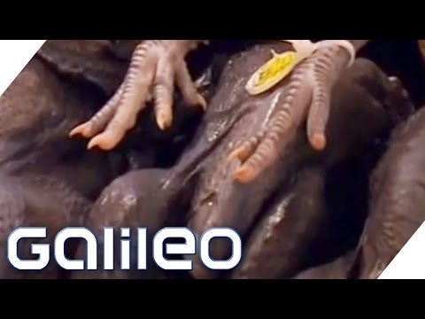 Oddities in Chinese supermarkets | Galileo | ProSieben