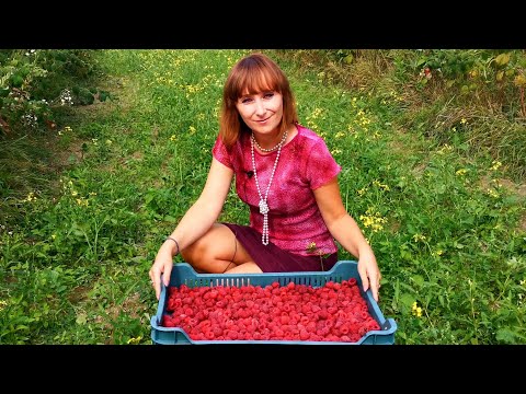 Szarowola - Ekologiczne gospodarstwo Państwa Umińskich - Zdrowa Roztoczańska Malina