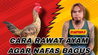 Download lagu Cara merawat ayam agar nafasnya bagus mp3