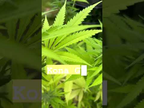 Hawaii heritage seeds , The Kona Gold Rare cannabis strain