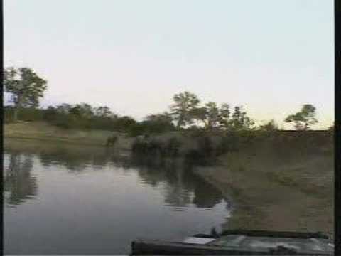 Oodles of Elephants - 2008/05/08 - WildEarth