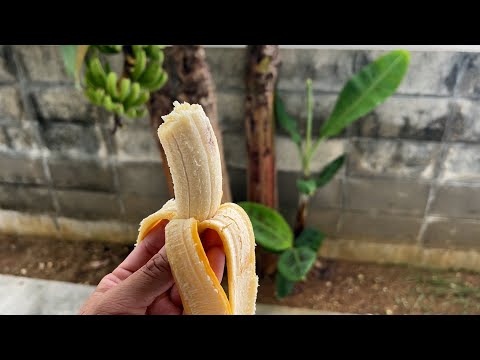 庭にバナナの木を植えることも可能です！そこに熱帯林を生み出す丈夫な種は何でしょうか?  庭園