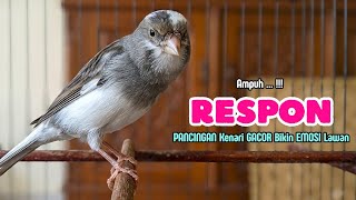 Download lagu Kenari GACOR Panjang - PANCINGAN Kenari Paud Belajar BUNYI - KENARI Belajar BUNYI Ngeriwik mp3