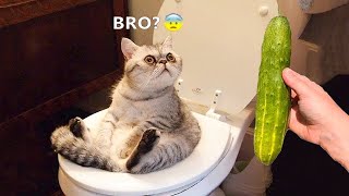 Try Not To Laugh 🤣 Funniest Cats and Dogs 2024 😹🐶 Part 12