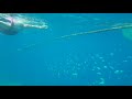 Swimming In The Deep Blue Sea Moalboal Finding Sea Turtle Sardines