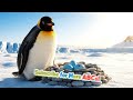 P Is For Panguine Learn Alphabet P For Kids Phonics Song ABC Learning