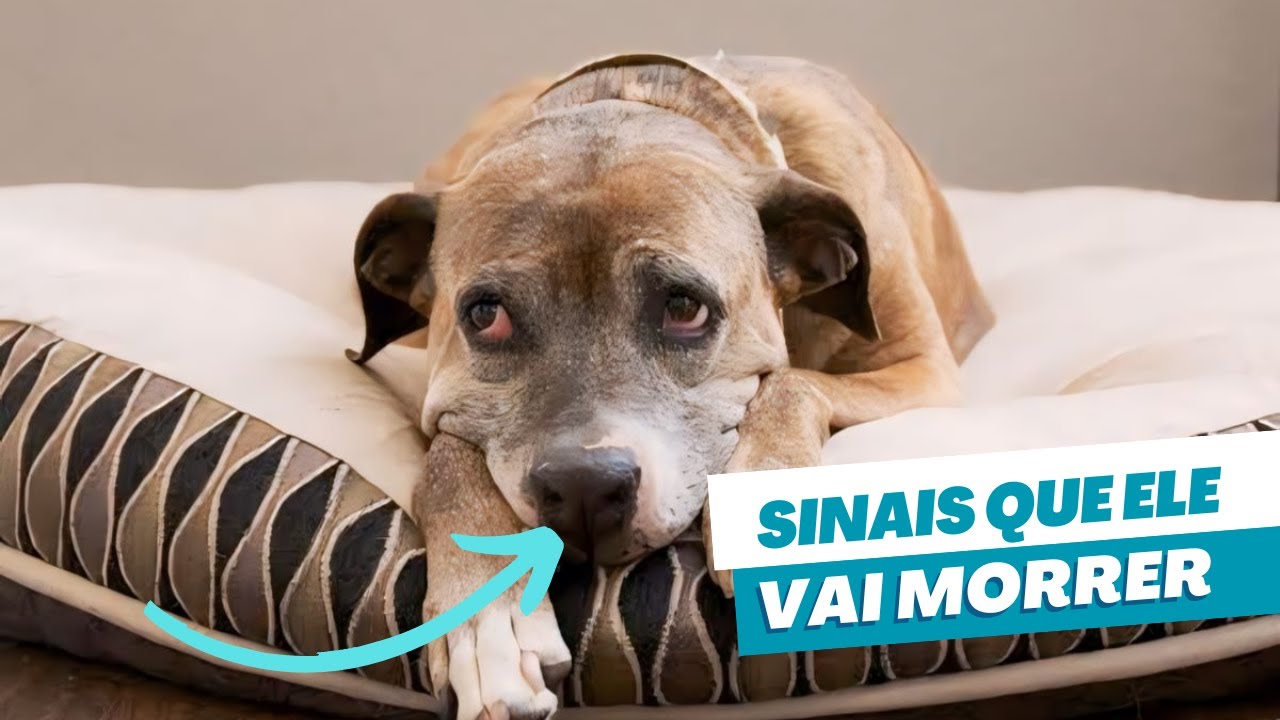 Sinais que o Cachorro está se Aproximando do Fim
