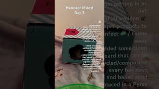 Hamster MITES 🐛 Day 3 // How I’m dealing with tropical rat mites #hamstermites #mites #ratmites