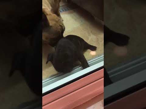 Available Frenchies Video