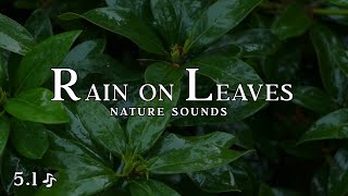 Rain on Leaves | 8 Hours of rain falling on leaves | Fall asleep fast