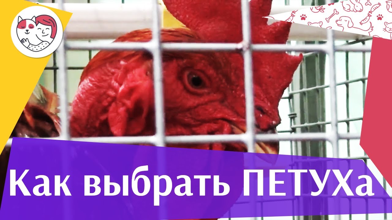4 правила выбора петуха на ilikepet
