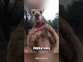 Kangaroo S Ultimate Defense