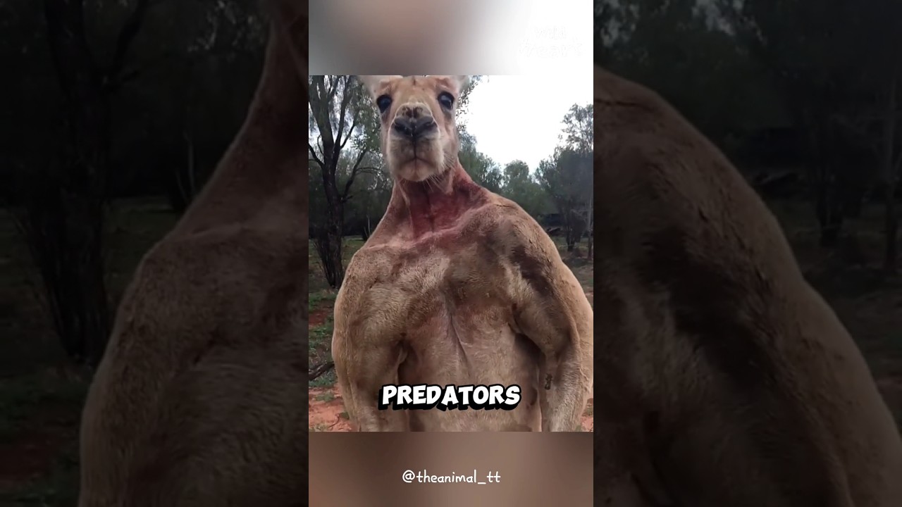 Kangaroo’s Ultimate Defense