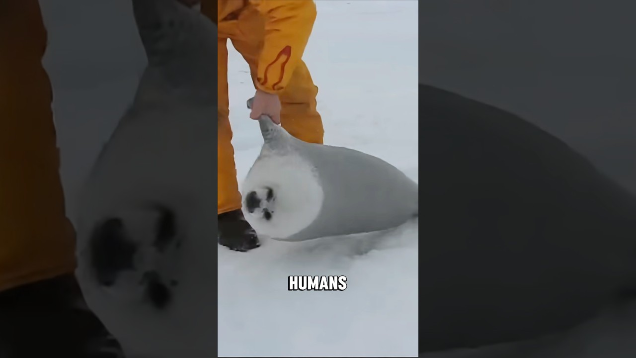 How seals actually sleep #animals #shorts #seal