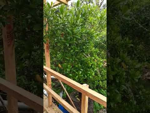 Santa Isabel de la Pedrera Rocha 🌲🌴