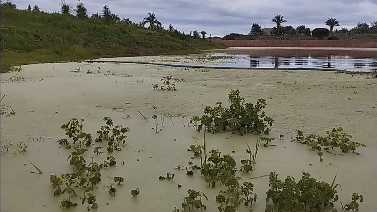 NA LIDA DO AÇUDE, TIRANDO A FAMOSA ORELHA DE ONÇA ( PARTE 2 ) | FAZENDA REFÚGIO 🇧🇷