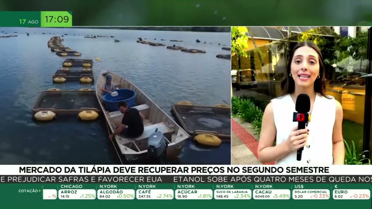Mercado da tilápia deve recuperar preços no segundo semestre
