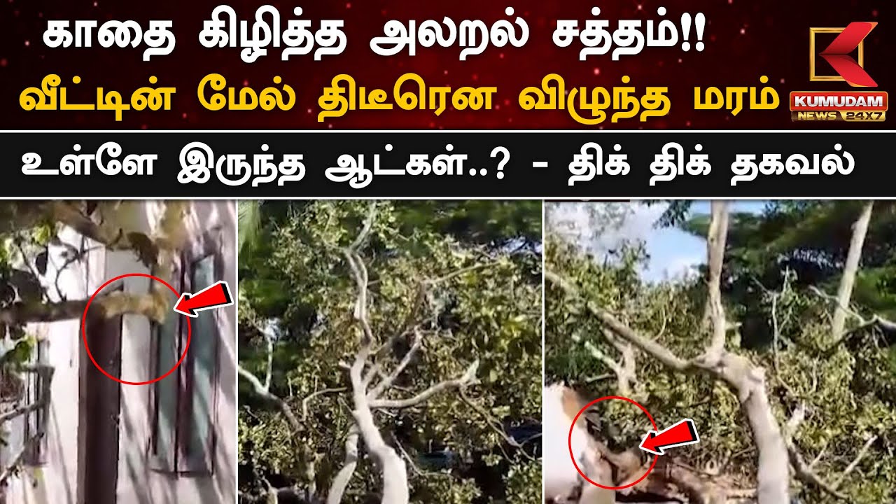 Tree fell on House: வீட்டின் மேல் திடீரென விழுந்த மரம்.. காதை கிழித்த அலறல் சத்தம்!! - உள்ளே இருந்த ஆட்கள்..?