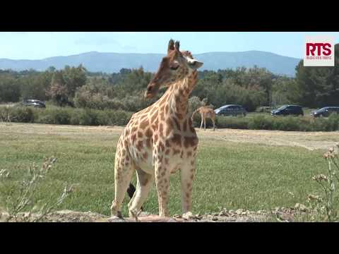 Les girafes de la réserve Africaine de Sigean