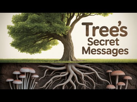 How Trees Secretly Talk to Each Other
