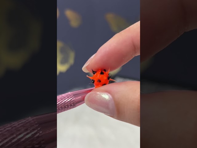 Vídeo relacionado con GXGM 6 Piezas Piercing Lingua Acero Quirúrgico 14mm Barbell Piercing Pezón Mujer Hombre