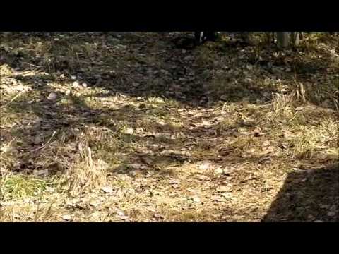Metaldetecting in Sweden 2011-04-17