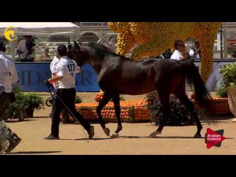 N.127 WADEE AL SHAQAB - MENTON 2017 - Stallions 7 years old and above (Class 10)