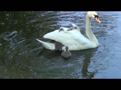 Спокойно, мама е тук