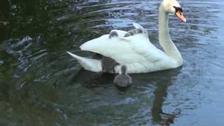 Baby swan's (Cygnets) hitching a ride off mum (Part 1 of 2) RARE FOOTAGE!