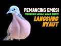 100 Ampuh Memaksa Lawan Agar Bunyi Suara Burung Tekukur Gacor