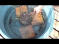 Flor de Loto Parte #2 - YouTube