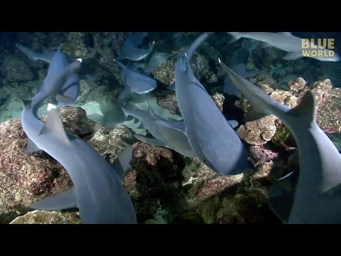 Night of the Hunting Sharks! | JONATHAN BIRD'S BLUE WORLD
