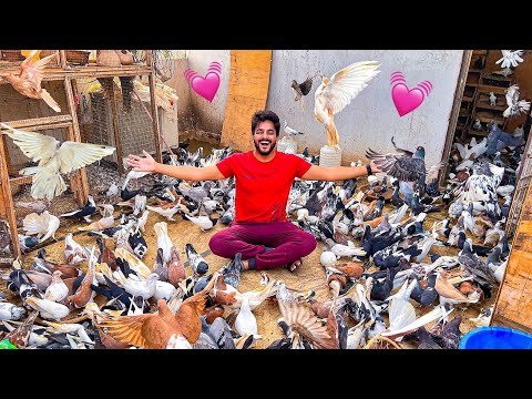 5000 KABOOTAR Kay Sath ???? | Pigeons World | Village Life