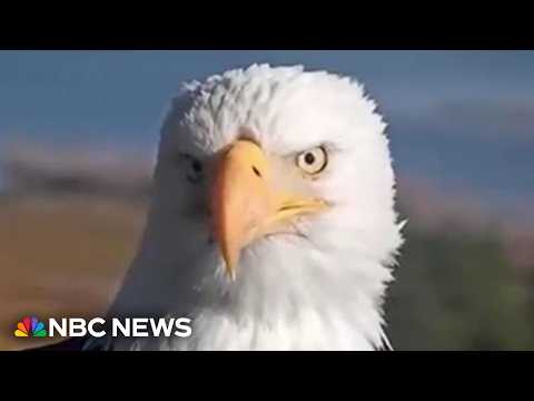 Beloved bald eagle Jackie dies after weeks of intensive care