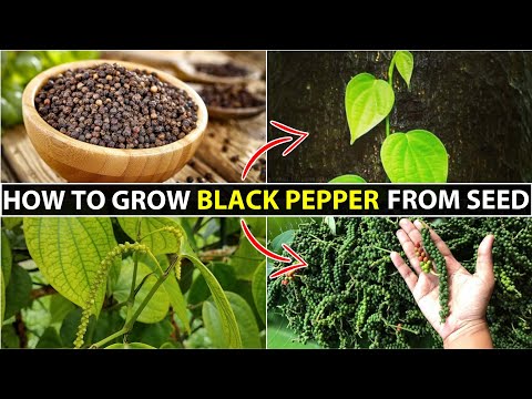 Black pepper seeds