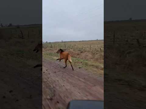 Un encuentro único con el aguará guazú en La Criolla, Santa Fe.