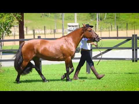 Lote 02 SORTE GRANDE DO RECANTO CRIOULO