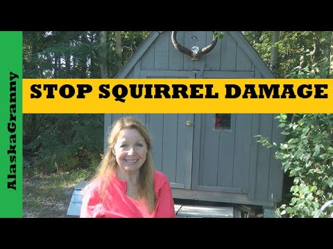 download lagu mp3 mp4 Squirrel Fabric By The Yard, download lagu Squirrel Fabric By The Yard gratis, unduh video klip Squirrel Fabric By The Yard